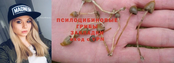 прущие грибы Беломорск